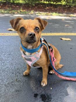 pikachu -  Chihuahua Dog for Adoption in Margate, Florida - Pikachu | PetCurious