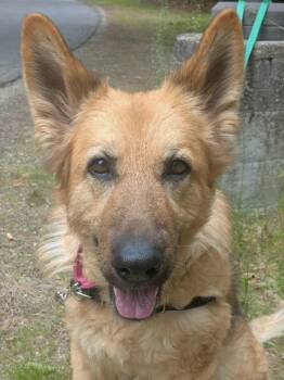 Lola -  German Shepherd Dog Dog for Adoption in Swanzey, New Hampshire - Lola | PetCurious