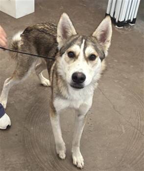 NOAH -  Mixed Breed Dog for Adoption in Dallas, Texas - NOAH | PetCurious