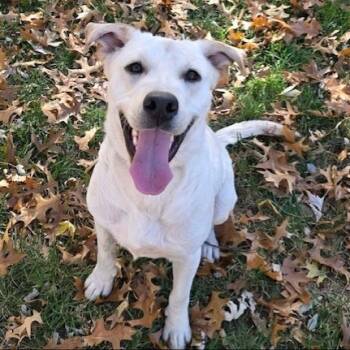Rescue Yellow Labrador Retriever Dogs for Adoption in Kansas City, Missouri - Ghost | PetCurious