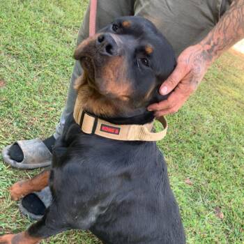 Rottweiler Dogs Available for Adoption in Roanoke, Virginia - Scarlett | PetCurious