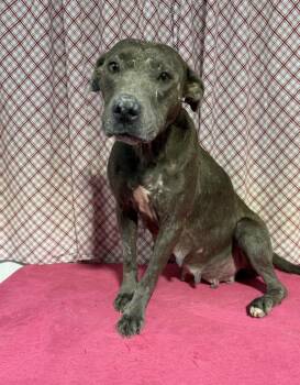 DOROTHY -  Plott Hound and Catahoula Leopard Dog Dog for Adoption in Opelousas, Louisiana - DOROTHY | PetCurious