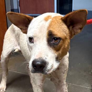 Cheese -  Pit Bull Terrier and Mixed Breed Dog for Adoption in Yuma, Arizona - Cheese | PetCurious