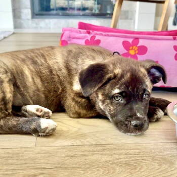 Rescue American Staffordshire Terrier Dogs for Adoption in San Juan Capistrano, California - Pippa | PetCurious