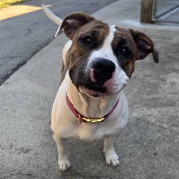 Rescue Mixed Breed Dogs for Adoption in Waynesburg, Pennsylvania - Audra | PetCurious