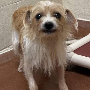 Hattie 10-2214 -  Terrier and Chihuahua Dog for Adoption in Tyrone, Georgia - Hattie 10-2214 | PetCurious