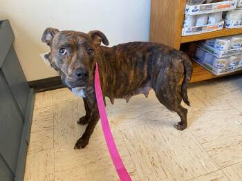 American Staffordshire Terrier and Mixed Breed Dogs Available for Adoption in Conway, South Carolina - Abby -Will Anyone Choose A Young Mama Like Me | PetCurious