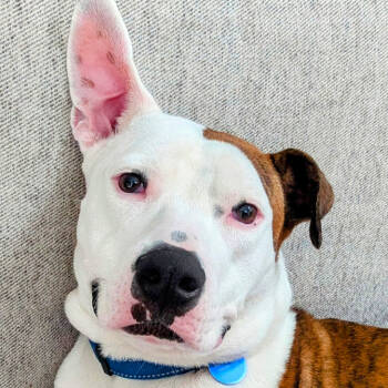 Rescue Mixed Breed Dogs for Adoption in Decatur, Georgia - Tinderheart Bear (I Have A Secret Crush!) | PetCurious