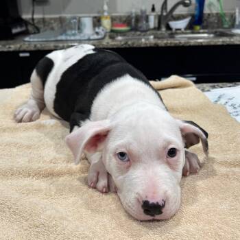 Macaroon -  Pit Bull Terrier and Mixed Breed Dog for Adoption in Nashville, Tennessee - Macaroon | PetCurious
