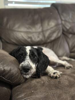 Frog -  Miniature Poodle Dog for Adoption in Powell, Tennessee - Frog | PetCurious