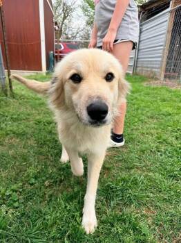 Golden Retriever Dogs Available for Adoption - Daisy | PetCurious