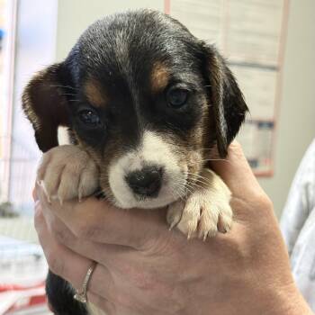 Blueberry -  Mixed Breed Dog for Adoption in Columbia, South Carolina - Blueberry | PetCurious