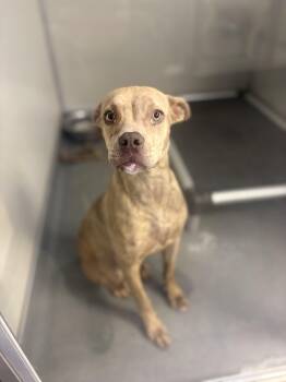 Rescue Pit Bull Terrier Dogs for Adoption in Victorville, California - EMBER #0503 (410) | PetCurious