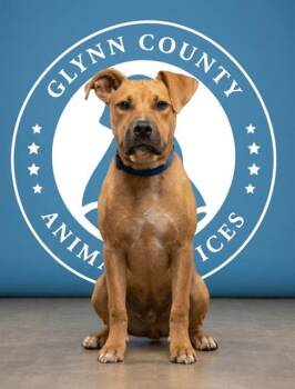 SCRAPPY -  Boxer and Mixed Breed Dog for Adoption in Brunswick, Georgia - SCRAPPY | PetCurious