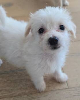 Puff -  Maltese and Poodle Dog for Adoption in Sunnyvale, California - Puff | PetCurious