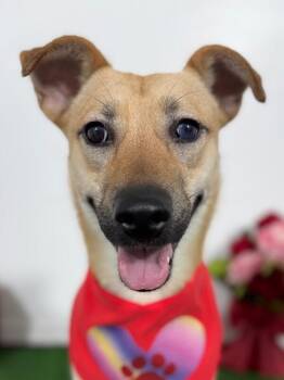 Labrador Retriever and Carolina Dog Dogs Available for Adoption in Carlsbad, California - Honey-One Of Our Amazing Rescue Dogs | PetCurious