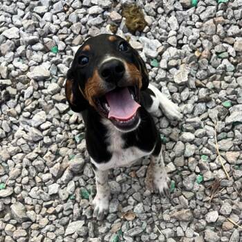 Tina -  Shepherd Dog for Adoption in Pittsburg, Kansas - Tina | PetCurious
