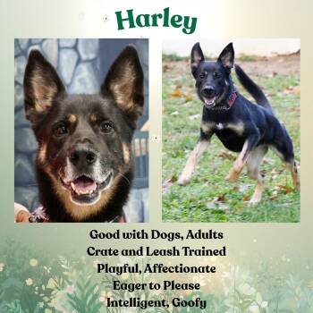 German Shepherd Dog Dogs Available for Adoption in Baltimore, Maryland - Harley G | PetCurious