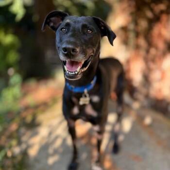 Mixed Breed and Belgian Shepherd Malinois Dogs Available for Adoption in Bellingham, Washington - Stewart | PetCurious