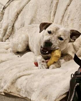 Rescue Labrador Retriever and Australian Cattle Dog Blue Heeler Dogs for Adoption in Mooresville, North Carolina - Piper | PetCurious