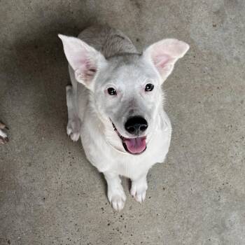 Tink -  Mixed Breed Dog for Adoption in Morristown, Vermont - Tink | PetCurious