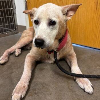 Rescue Cattle Dog and Mixed Breed Dogs for Adoption in Ottawa, Kansas - Gunner | PetCurious