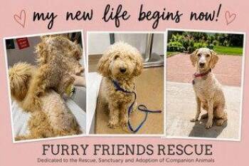 Bella -  Standard Poodle Dog for Adoption in Fremont, California - Bella | PetCurious
