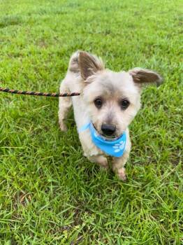 Mixed Breed Dogs Available for Adoption in Wayne, New Jersey - Cracker Jack | PetCurious