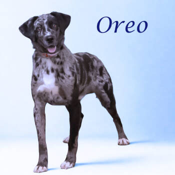 Rescue Australian Shepherd and Australian Cattle Dog Blue Heeler Dogs for Adoption in Lebanon, Tennessee - Oreo D25-203 | PetCurious