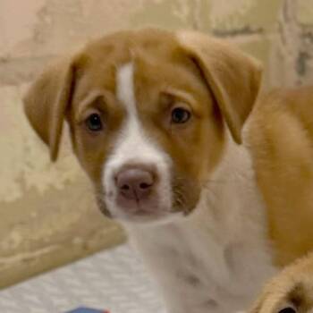 Etta -  Akita and Weimaraner Dog for Adoption in Owosso, Michigan - Etta | PetCurious