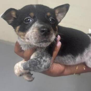 Atticus -  Cattle Dog and Mixed Breed Dog for Adoption in Briarcliff Manor, New York - Atticus | PetCurious