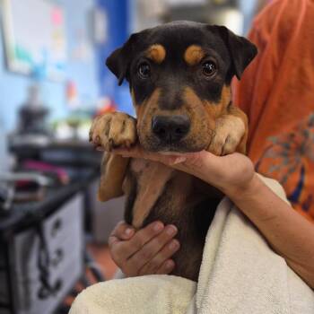 Marshmallow -  Terrier Dog for Adoption in Wahiawa, Hawaii - Marshmallow | PetCurious