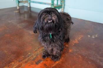 Coco -  Shih Tzu Dog for Adoption in San Antonio, Texas - Coco | PetCurious