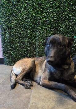 61230930 -  Belgian Shepherd Malinois and Mixed Breed Dog for Adoption in El Paso, Texas - 61230930 | PetCurious