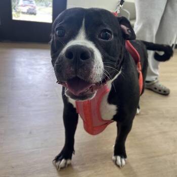 Zoey -  Pit Bull Terrier Dog for Adoption in Lyndhurst, Virginia - Zoey | PetCurious