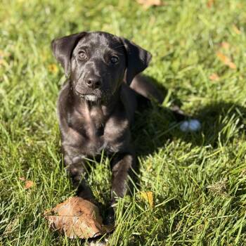Harriet -  Black Labrador Retriever and Hound Dog for Adoption in Sparta, New Jersey - Harriet | PetCurious
