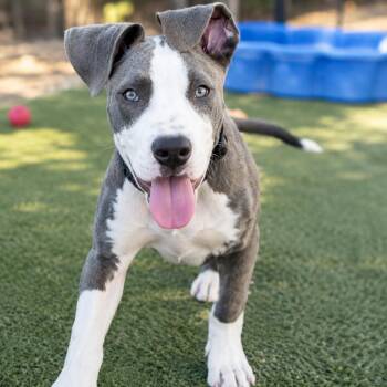 Ace -  Pit Bull Terrier Dog for Adoption in Phoenix, Arizona - Ace | PetCurious