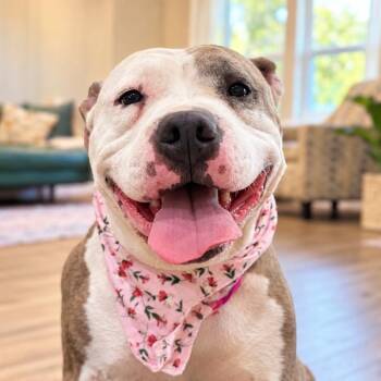 Lola Puddles of Love -  Pit Bull Terrier and Staffordshire Bull Terrier Dog for Adoption in Friendswood, Texas - Lola Puddles Of Love | PetCurious
