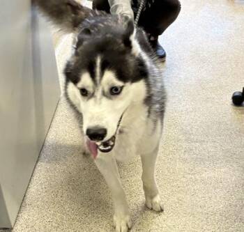 Jack -  Mixed Breed Dog for Adoption in Lafayette, Indiana - Jack | PetCurious