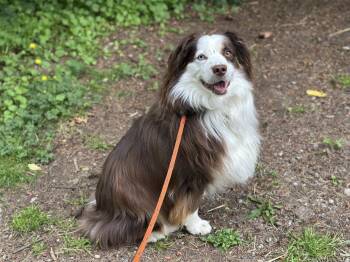 Libby -  Australian Shepherd Dog for Adoption in Bothell, Washington - Libby | PetCurious