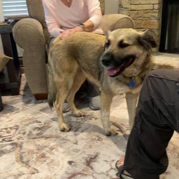 Rescue Anatolian Shepherd Dogs for Adoption in Yukon, Oklahoma - Hershey | PetCurious