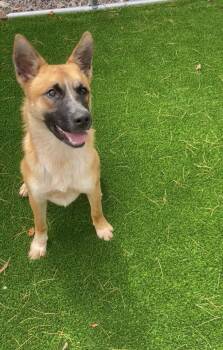 Rescue Shepherd and Cattle Dog Dogs for Adoption in Gordonsville, Virginia - Ghetti | PetCurious