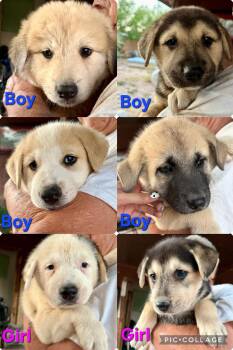 Pyrenees/ German Shepherd -  Great Pyrenees and German Shepherd Dog Dog for Adoption in Blairstown, New Jersey - Pyrenees/ German Shepherd | PetCurious