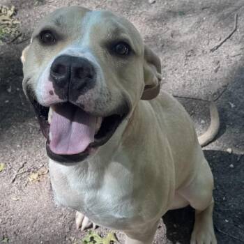 Mookie -  American Staffordshire Terrier Dog for Adoption in Calverton, New York - Mookie | PetCurious