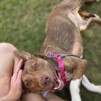 Rescue American Staffordshire Terrier Dogs for Adoption in Dawsonville, Georgia - Stella | PetCurious