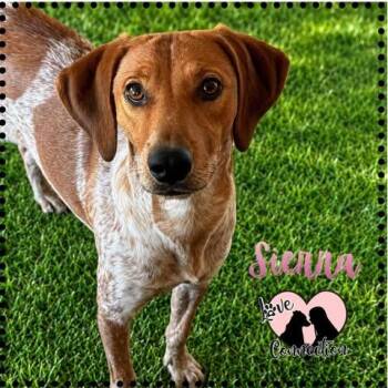 Sierra -  Coonhound Dog for Adoption in Gilbert, Arizona - Sierra | PetCurious