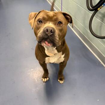 Pit Bull Terrier Dogs Available for Adoption in Greensboro, North Carolina - Fish | PetCurious