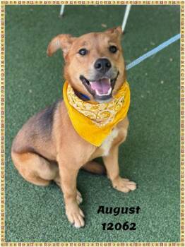 Shepherd Dogs Available for Adoption in Marietta, Georgia - AUGUST | PetCurious