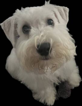 Rescue Miniature Schnauzer Dogs for Adoption in Broken Arrow, Oklahoma - Die Sptlese | PetCurious