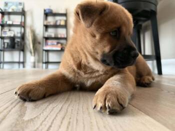 Chow Chow and Australian Shepherd Dogs Available for Adoption - Ross | PetCurious